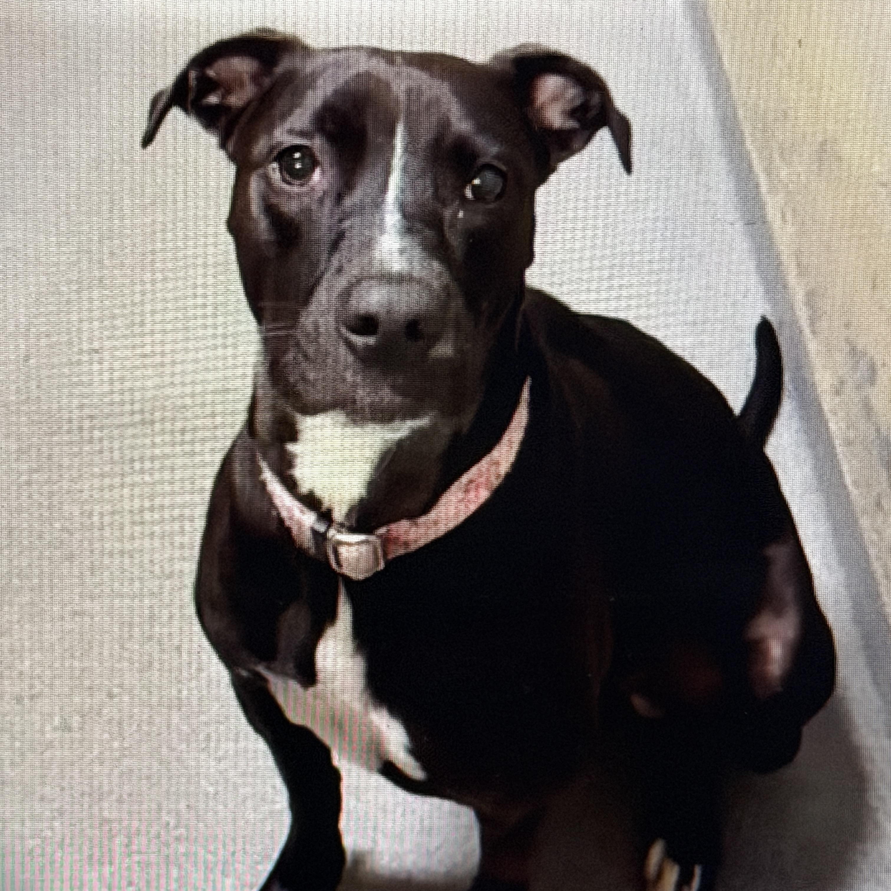 Melia, a ADOPTABLE mixed breed in Watertown, CT image 4/5