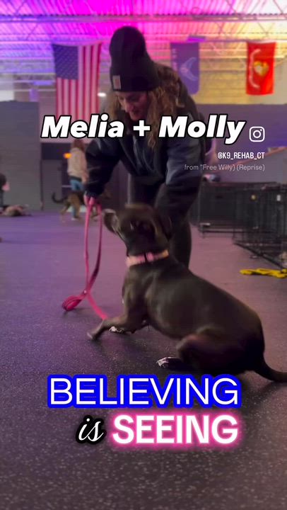 Enlarge Melia, a ADOPTABLE mixed breed in Watertown, CT video 2/5