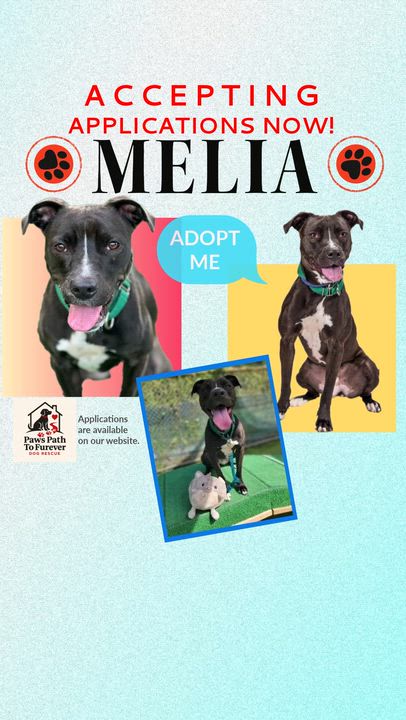 Enlarge Melia, a ADOPTABLE mixed breed in Watertown, CT video 5/5