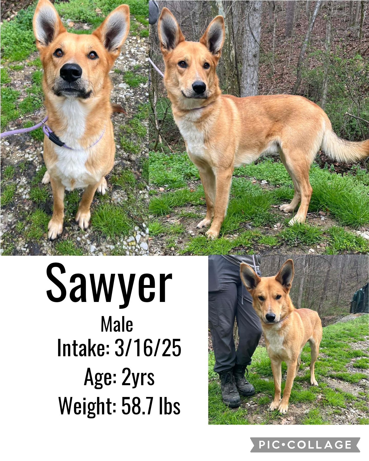 Enlarge Sawyer, a ADOPTABLE mixed breed in Staffordsville, KY image 1/1