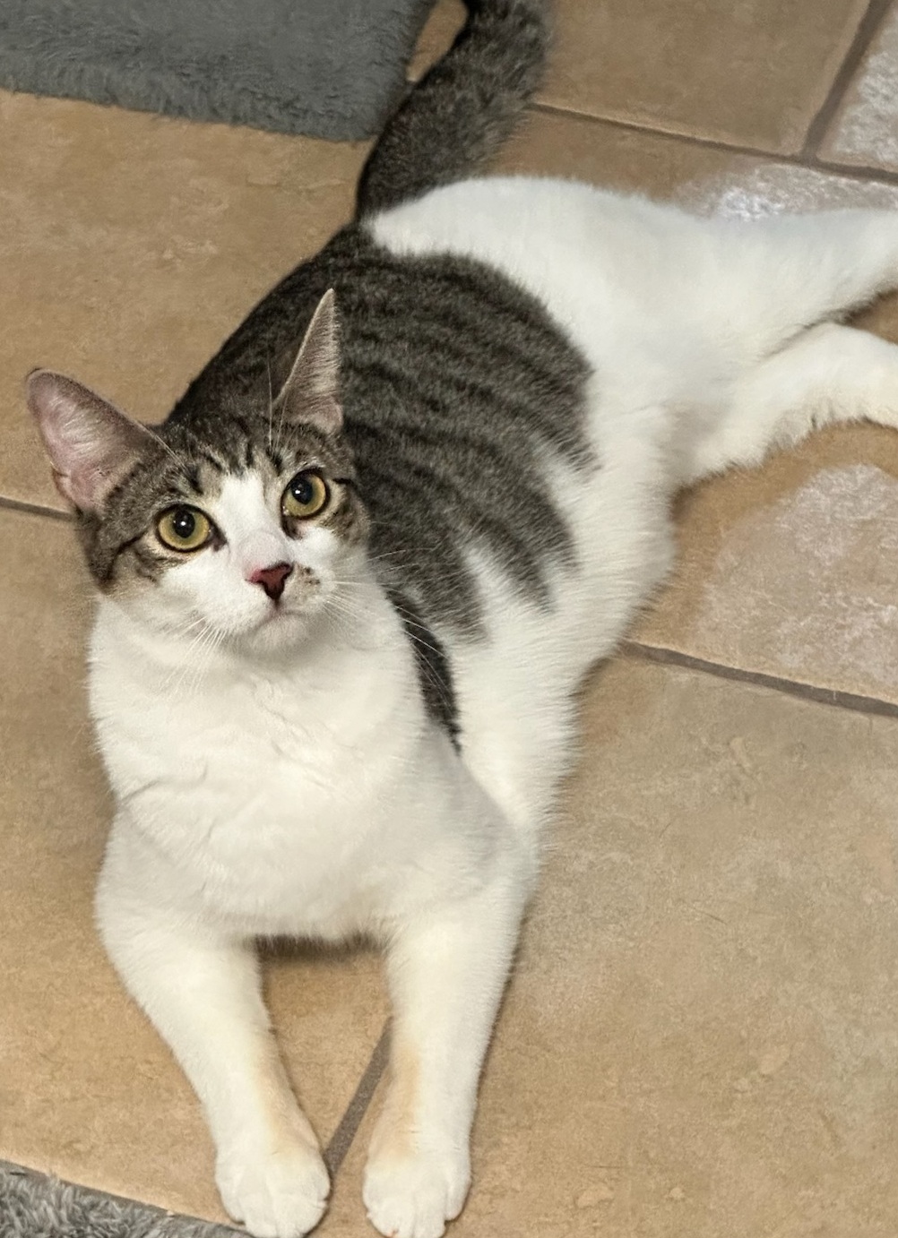 Enlarge Connie, a Adoptable Domestic Short Hair in Boiling Springs, PA image 7/10