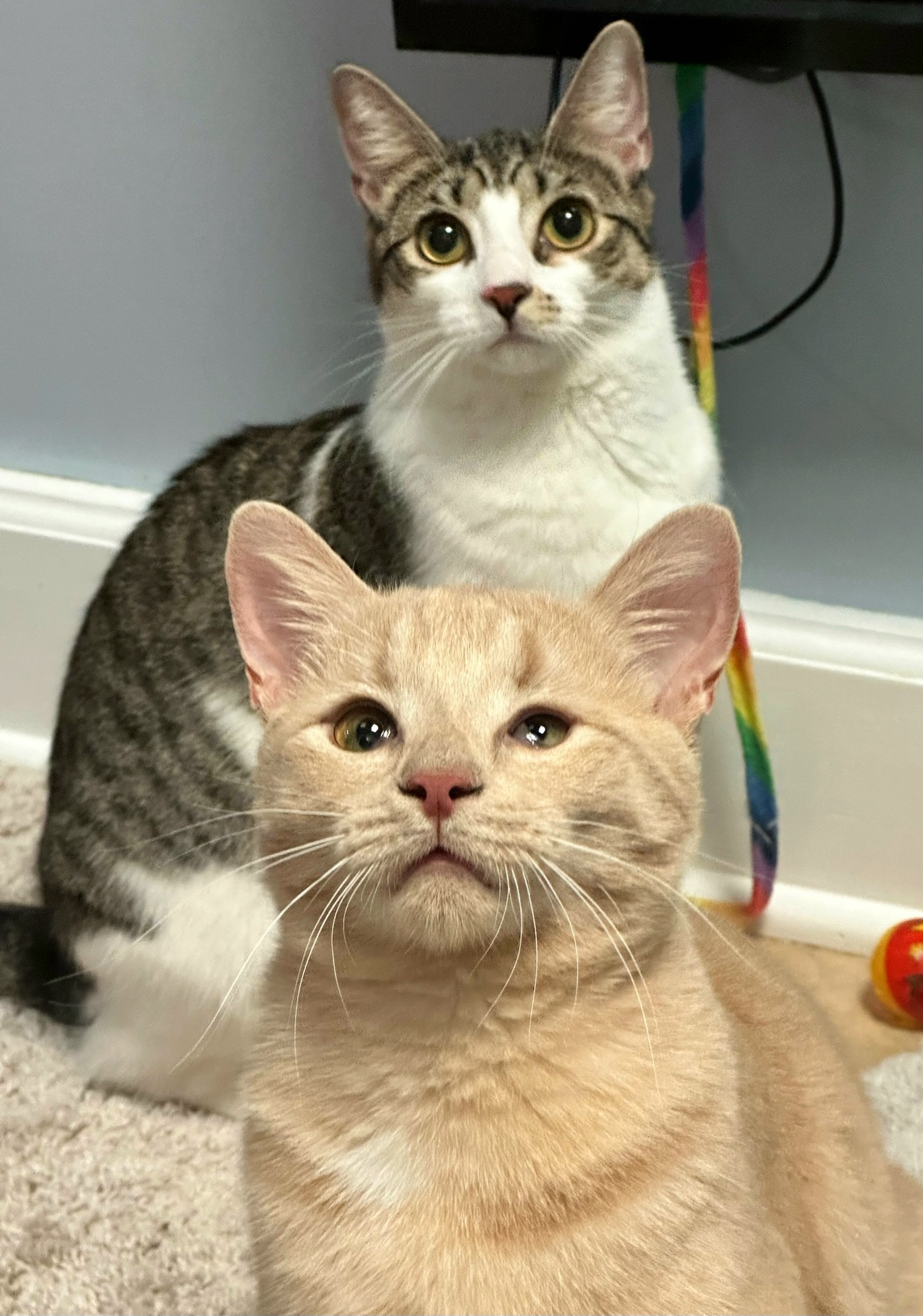 Enlarge Connie, a Adoptable Domestic Short Hair in Boiling Springs, PA image 9/10
