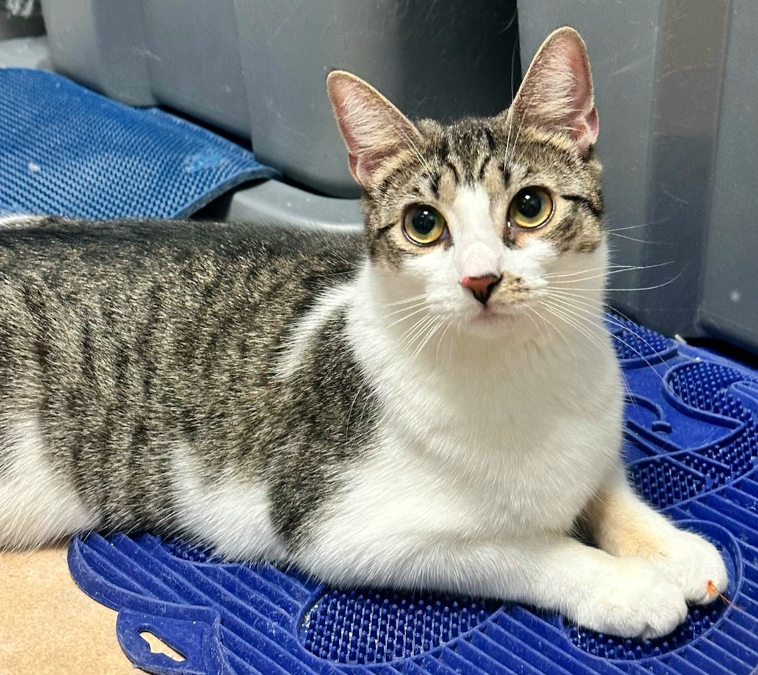 Enlarge Connie, a Adoptable Domestic Short Hair in Boiling Springs, PA image 6/10