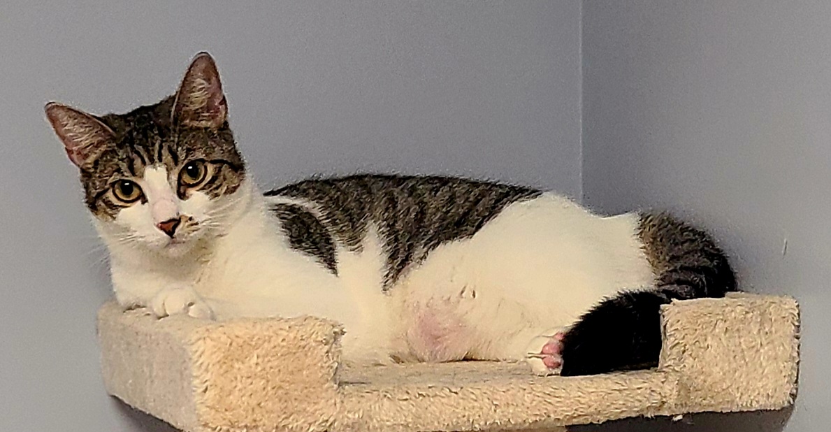 Enlarge Connie, a Adoptable Domestic Short Hair in Boiling Springs, PA image 1/10