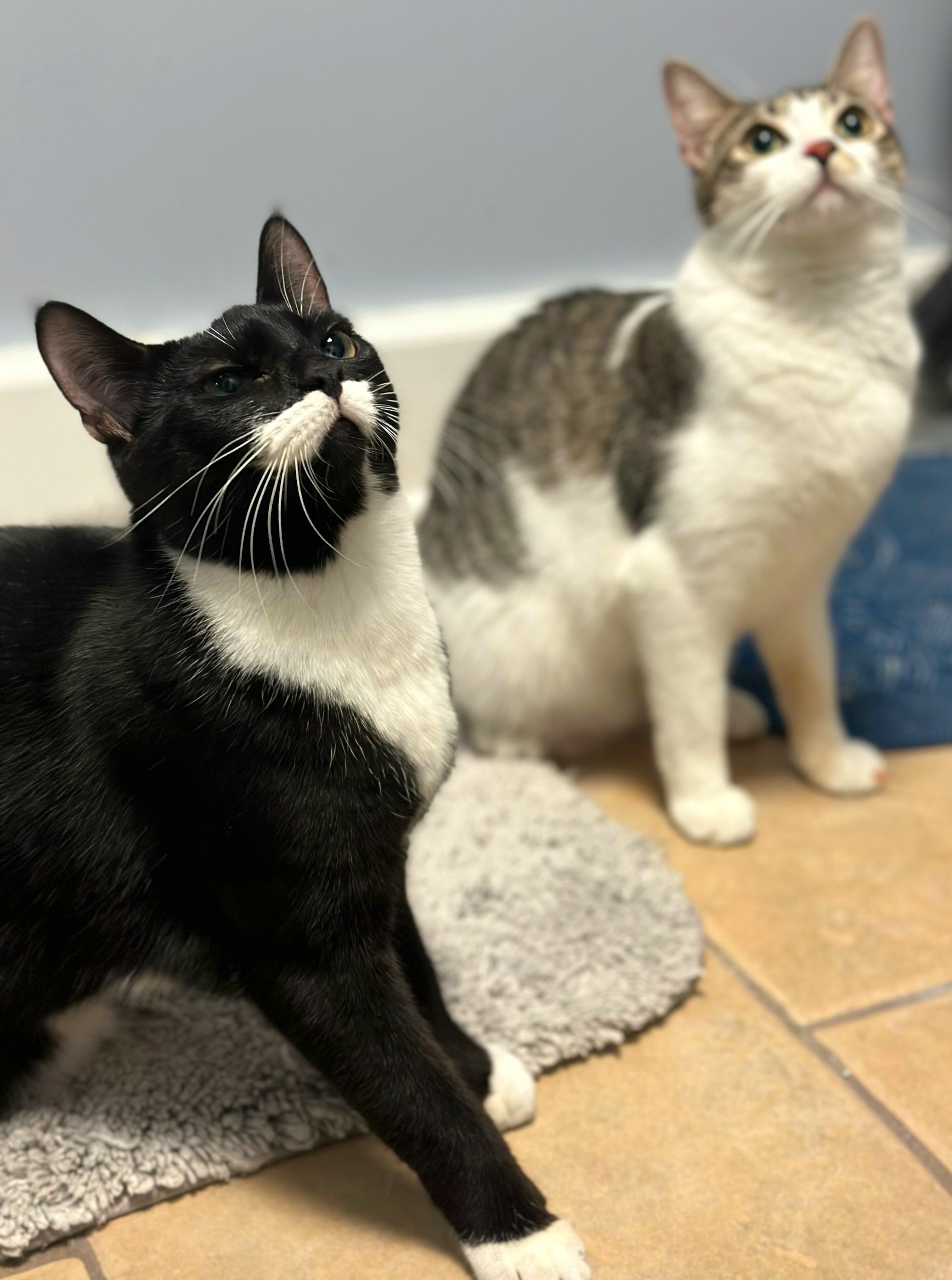 Enlarge Connie, a Adoptable Domestic Short Hair in Boiling Springs, PA image 8/10