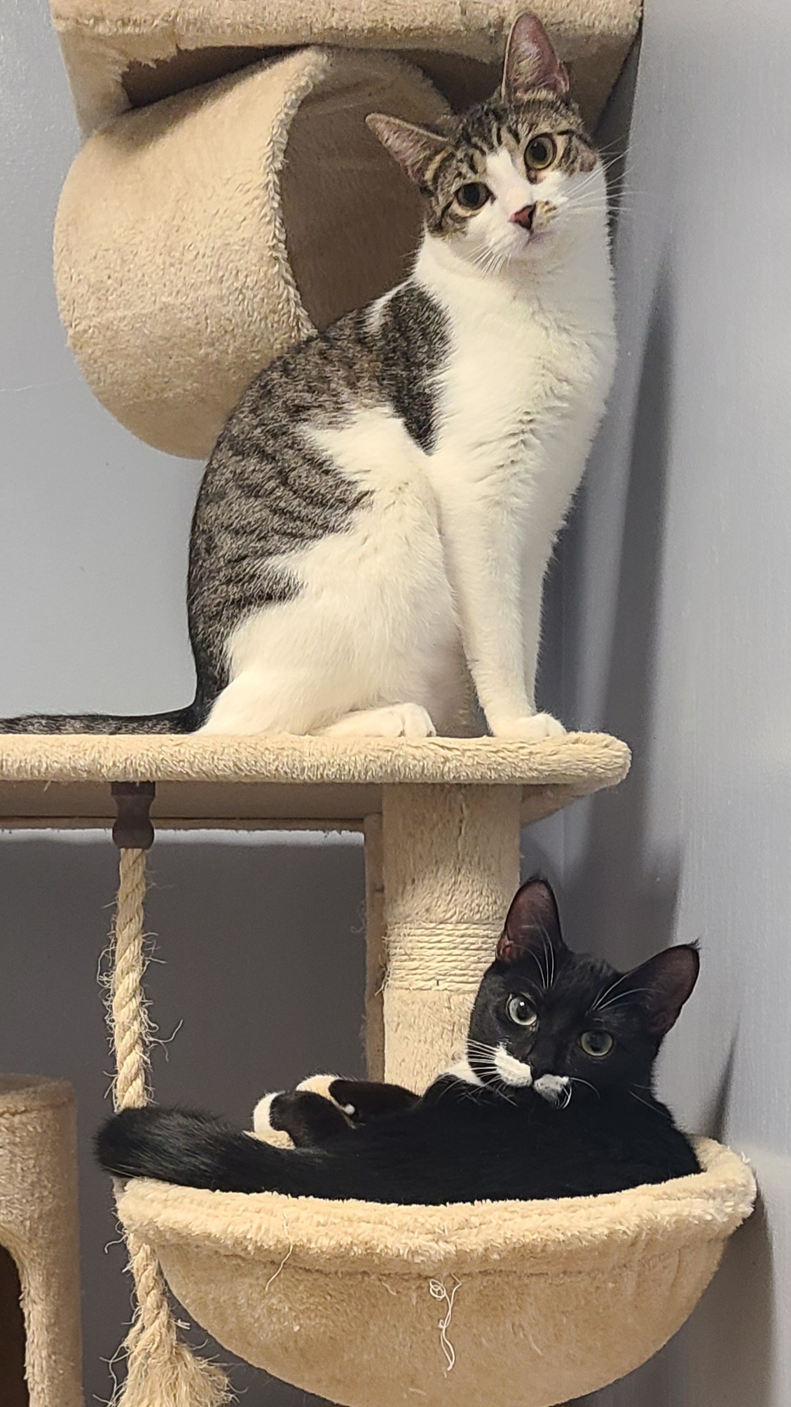 Enlarge Connie, a Adoptable Domestic Short Hair in Boiling Springs, PA image 10/10