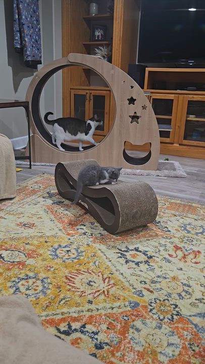 Enlarge Connie, a Adoptable Domestic Short Hair in Boiling Springs, PA video 5/5