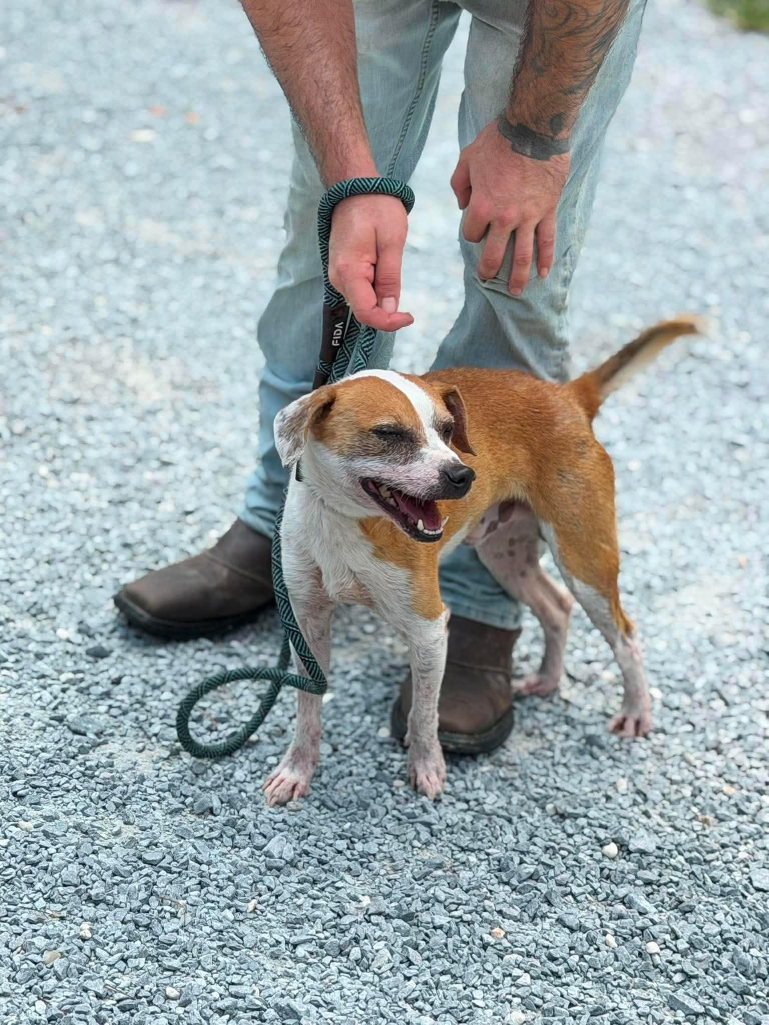 James Dean, adopted, Adult Male Jack Russell Terrier.