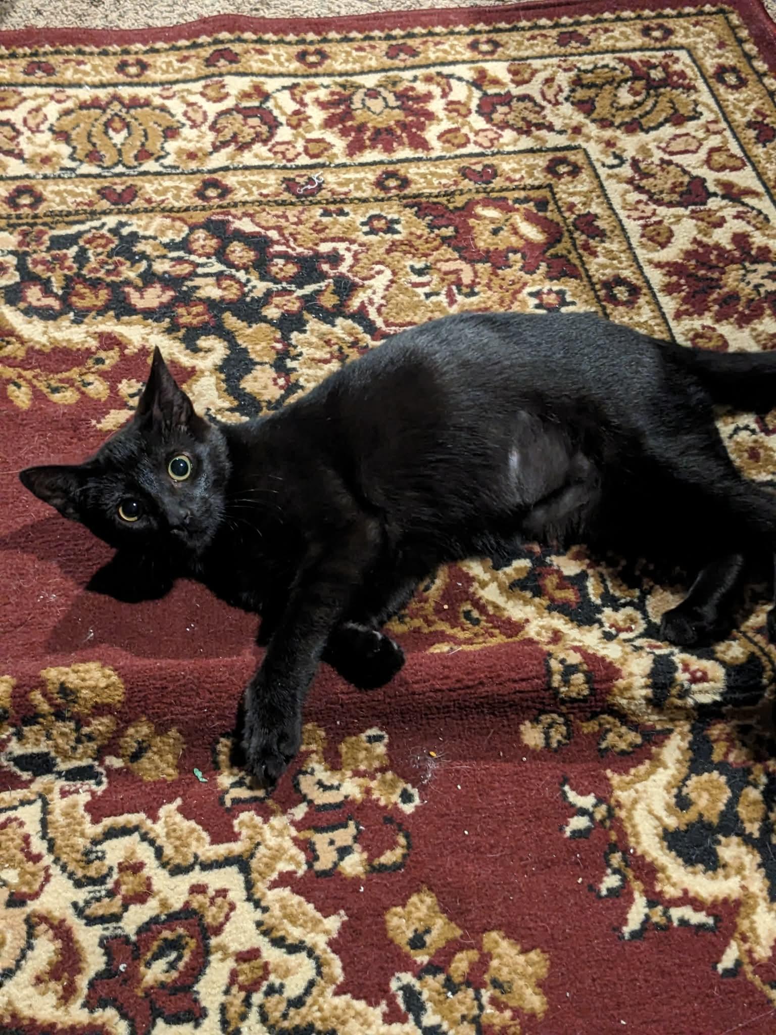 Ceres — thumbnail 2