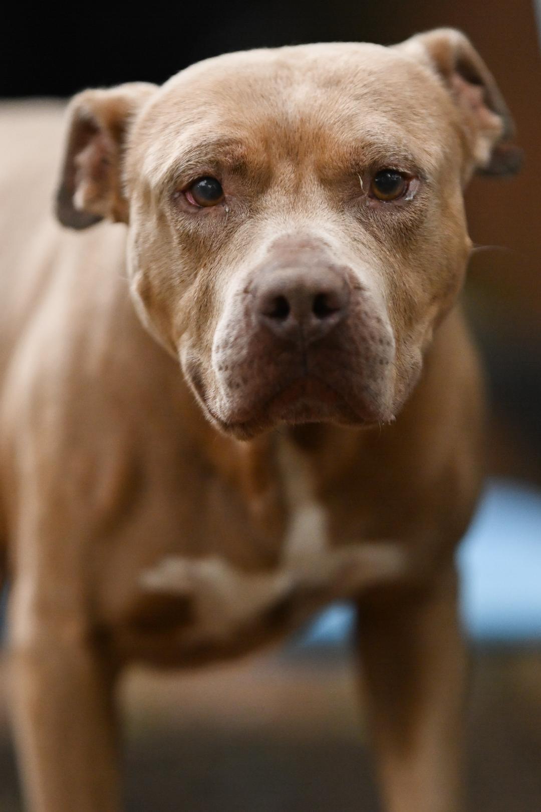 Buzz, Adopted, Senior Male Pit Bull Terrier.