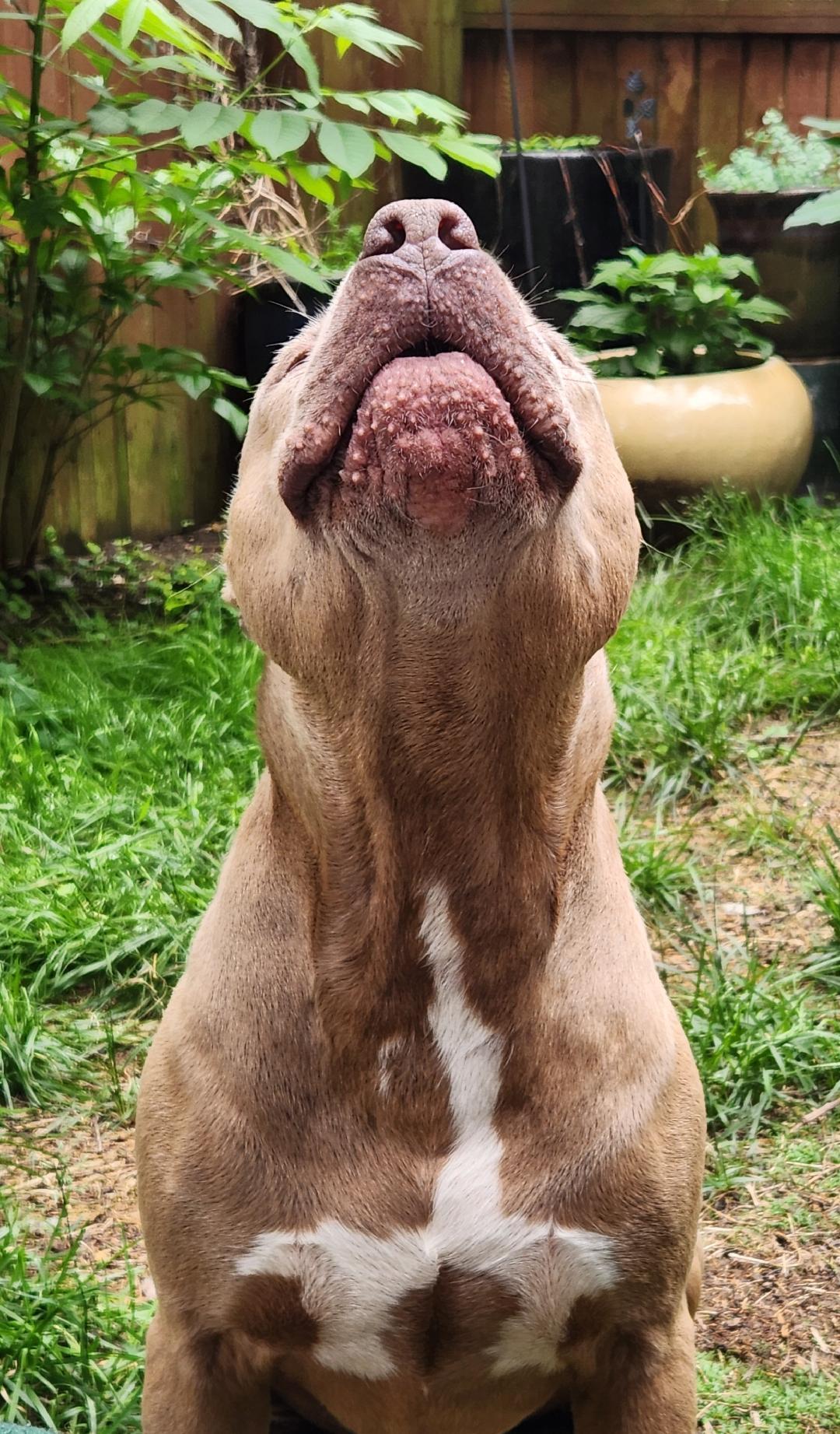 Enlarge Buzz, a Adopted Pit Bull Terrier in Hanover, PA image 2/6