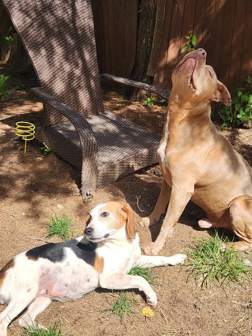 Enlarge Buzz, a Adopted Pit Bull Terrier in Hanover, PA image 5/6