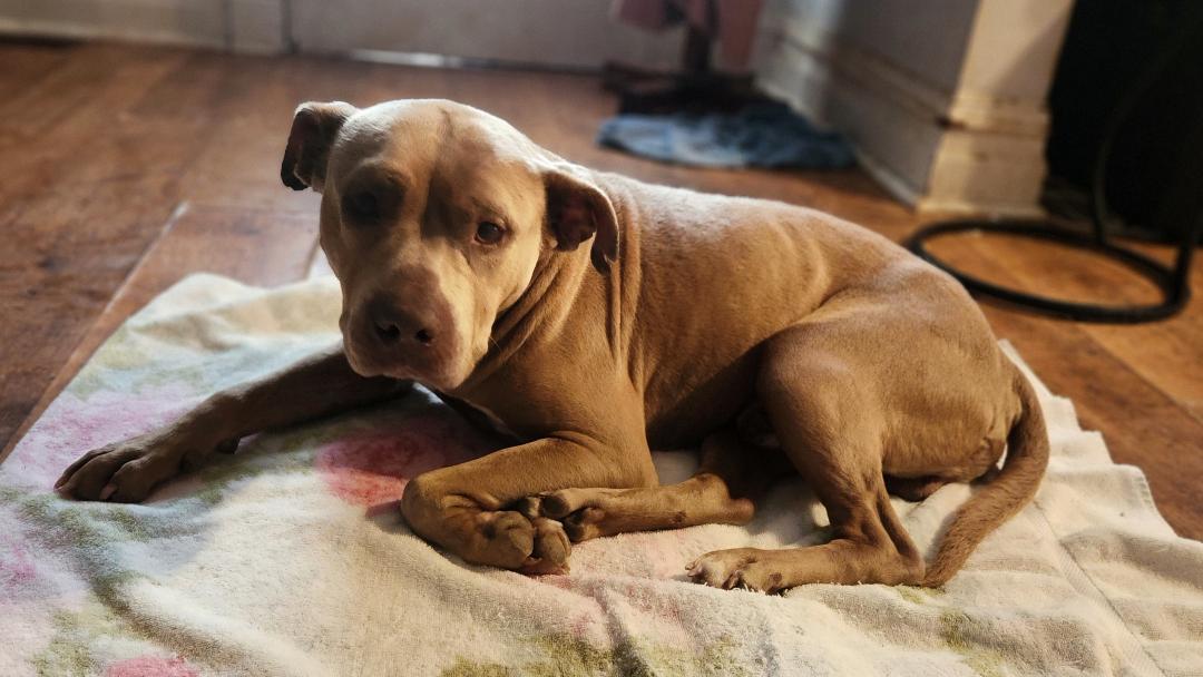 Enlarge Buzz, a Adopted Pit Bull Terrier in Hanover, PA image 6/6