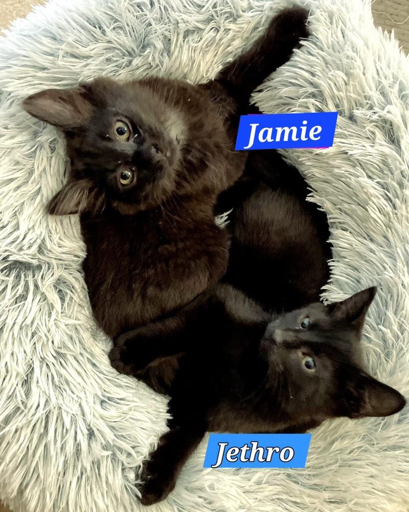 Jethro, Adoptable, Kitten Male Domestic Short Hair.
