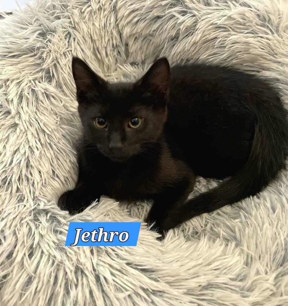 Enlarge Jethro, a Adoptable mixed breed in Jessup, MD image 2/2