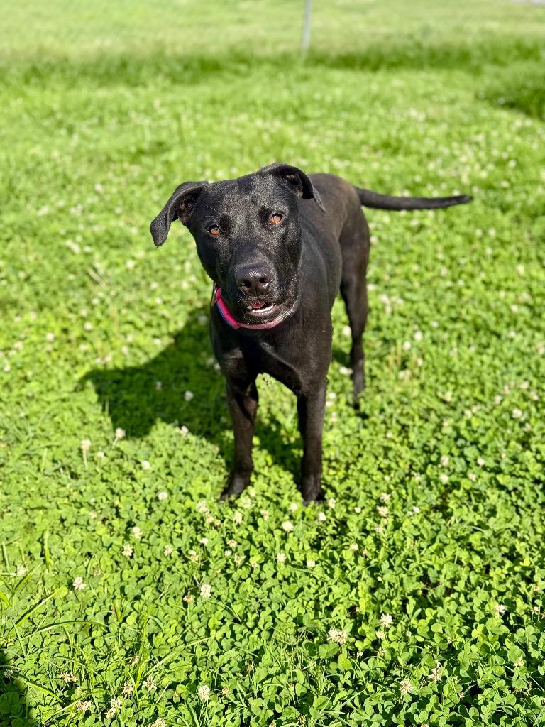 Wesley, Adoptable, Young Male Labrador Retriever.