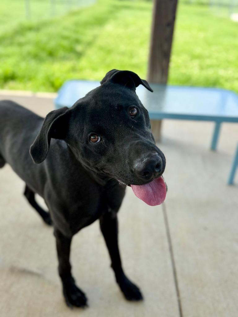 Enlarge Wesley, a Adoptable mixed breed in Hopkinsville, KY image 2/5