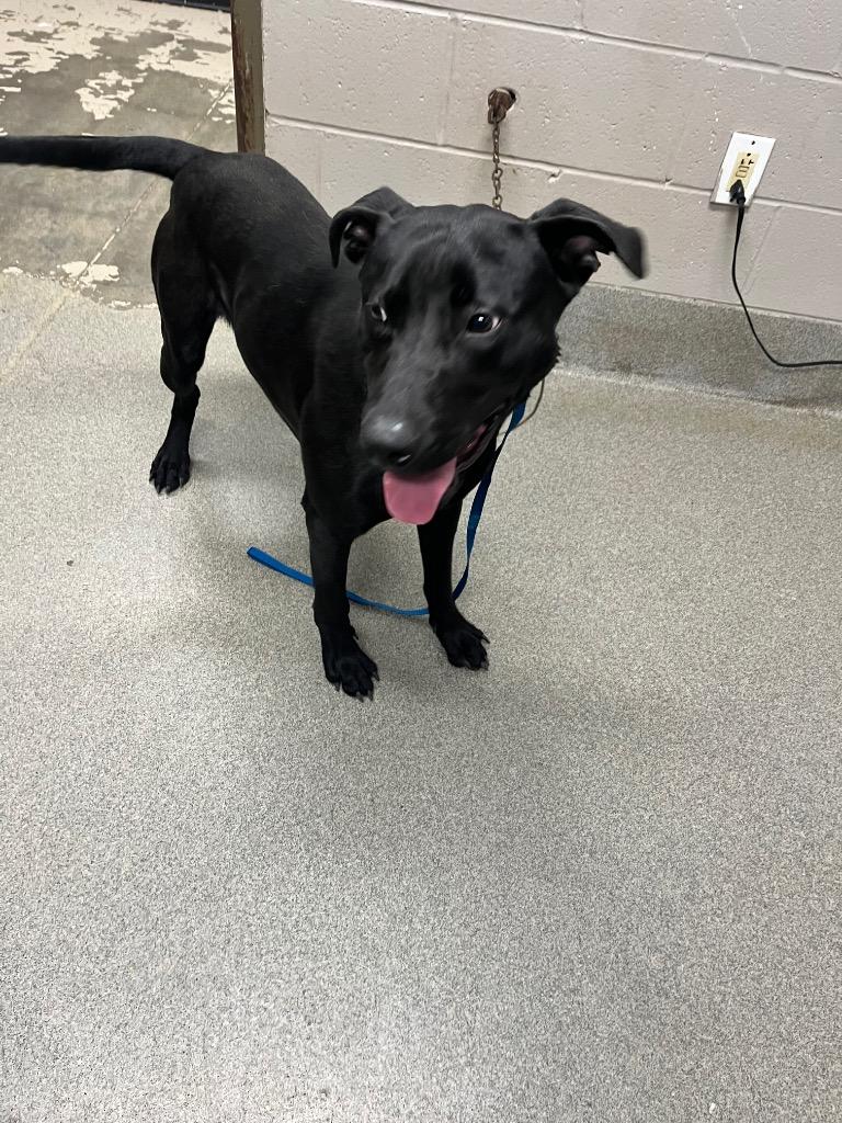 Enlarge Wesley, a Adoptable mixed breed in Hopkinsville, KY image 3/5