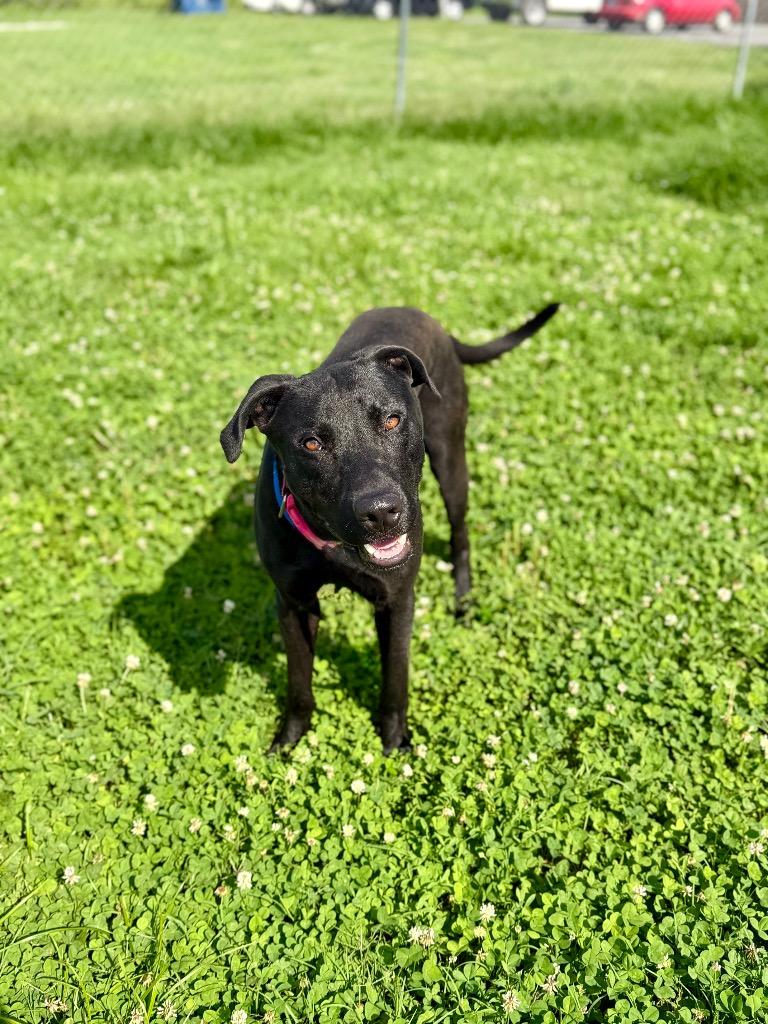 Enlarge Wesley, a Adoptable mixed breed in Hopkinsville, KY image 4/5