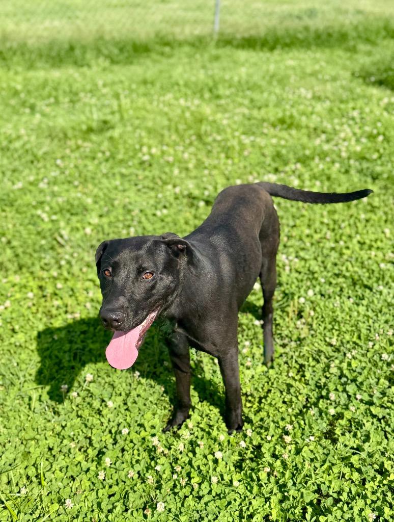 Enlarge Wesley, a Adoptable mixed breed in Hopkinsville, KY image 5/5