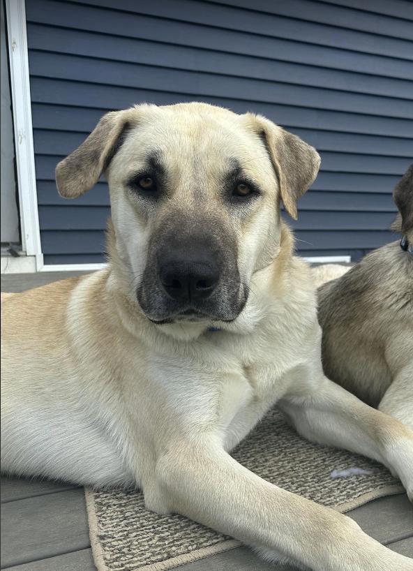 Enlarge Kusu, a Adoptable Anatolian Shepherd in Troy, VA image 1/6