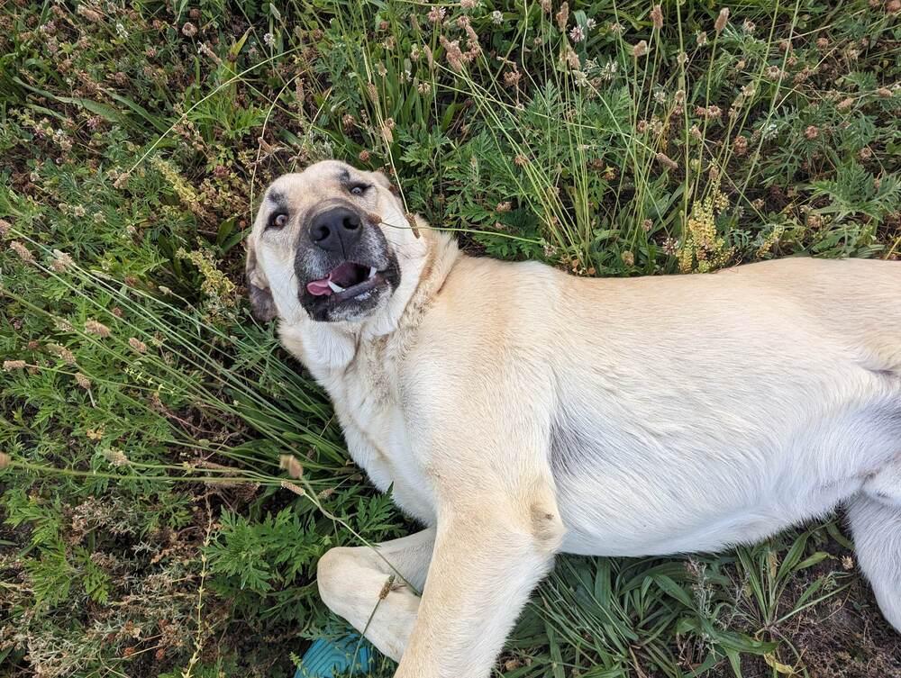 Enlarge Kusu, a Adoptable Anatolian Shepherd in Troy, VA image 2/6