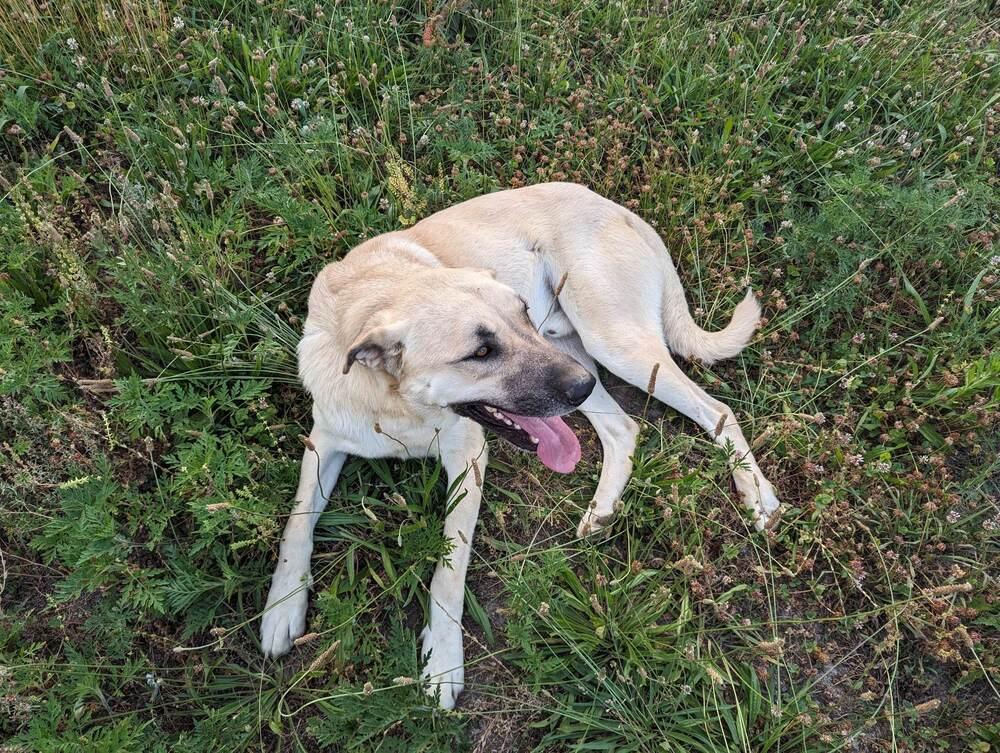 Enlarge Kusu, a Adoptable Anatolian Shepherd in Troy, VA image 3/6