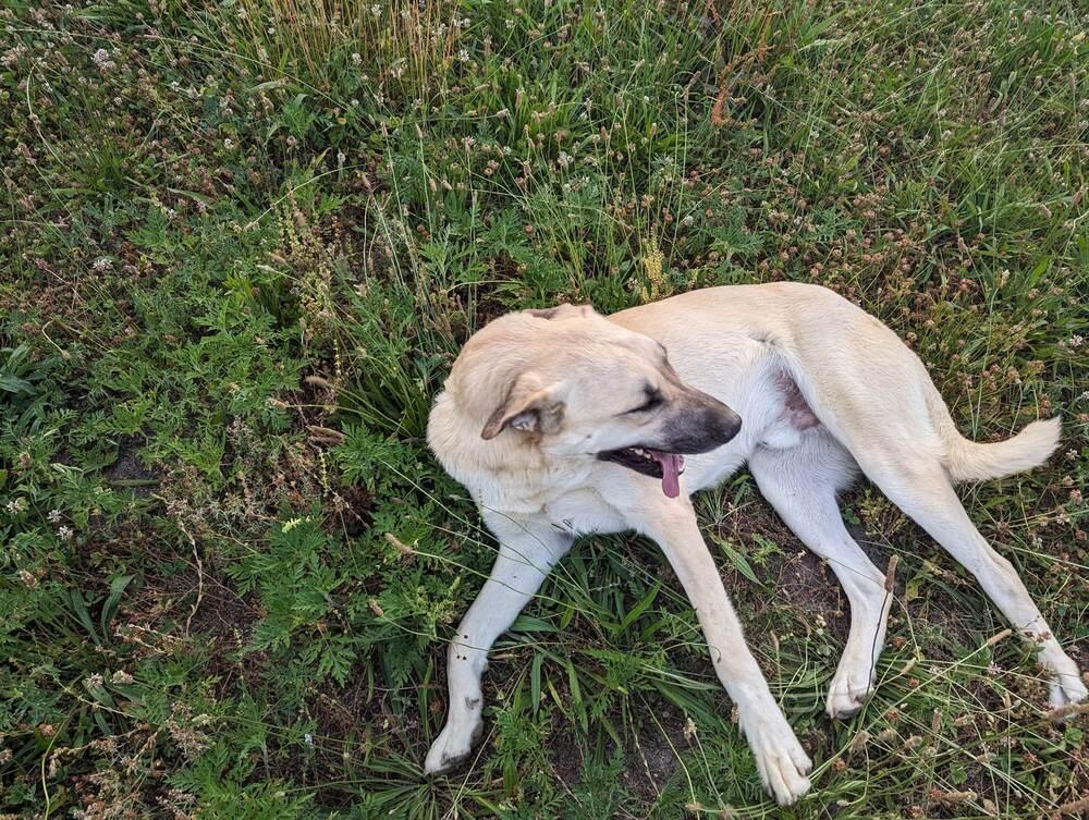Enlarge Kusu, a Adoptable Anatolian Shepherd in Troy, VA image 4/6