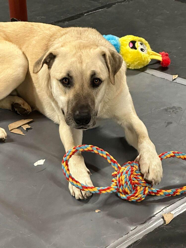 Enlarge Kusu, a Adoptable Anatolian Shepherd in Troy, VA image 5/6