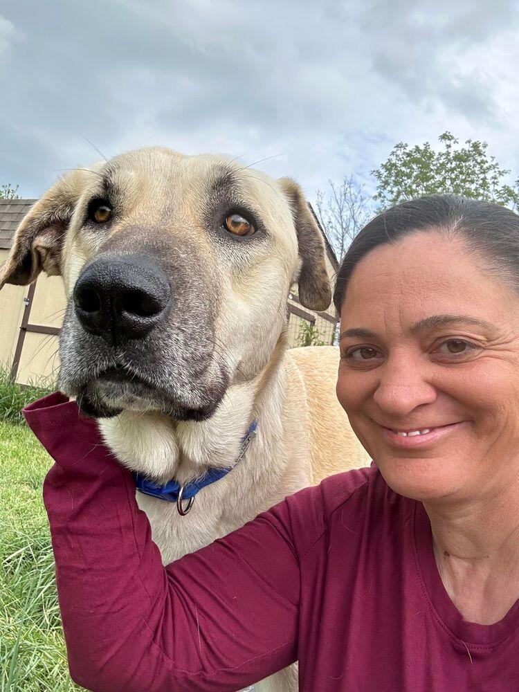 Enlarge Kusu, a Adoptable Anatolian Shepherd in Troy, VA image 6/6