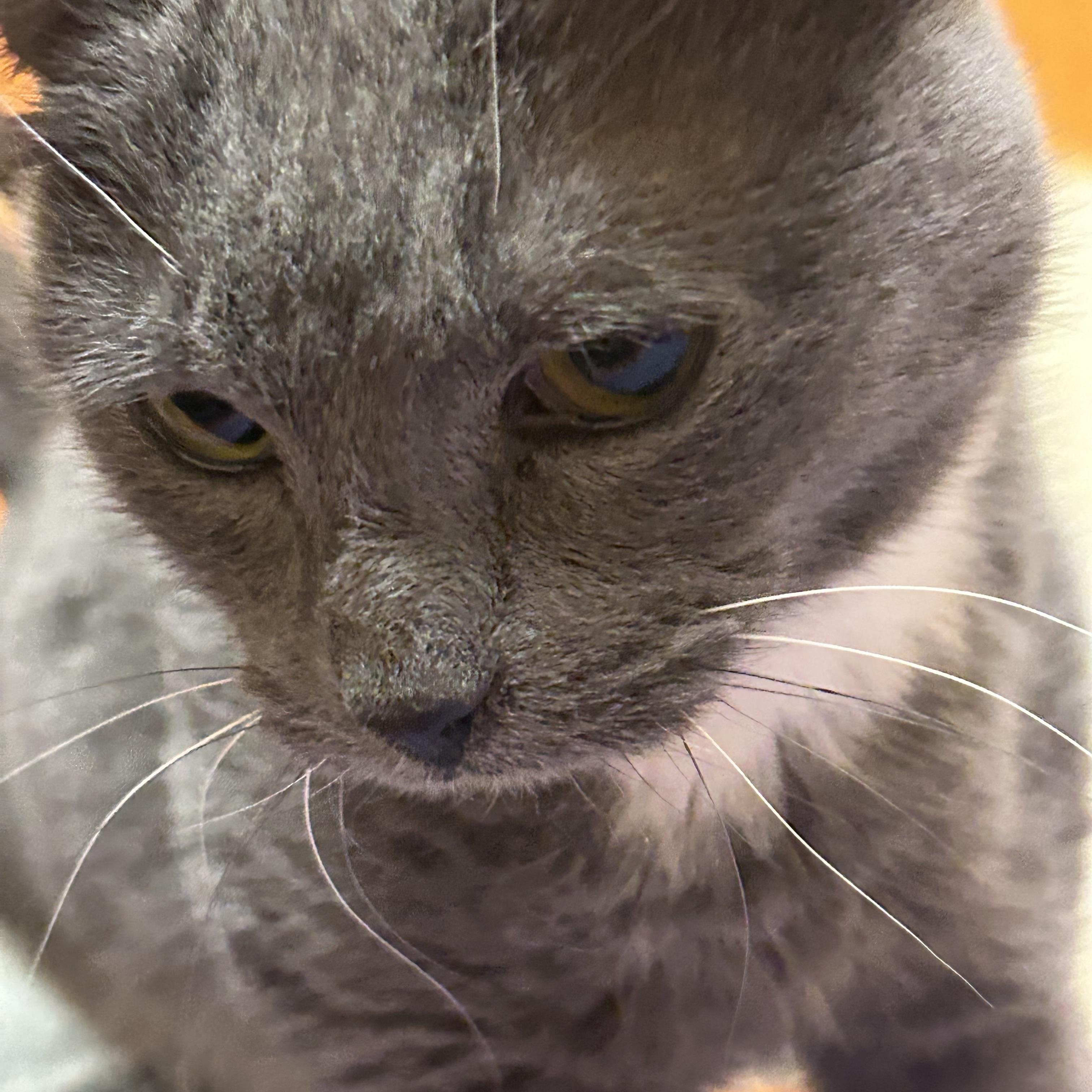 Rombi 3583, a Adoptable Domestic Short Hair in Phoenix, AZ image 1/5