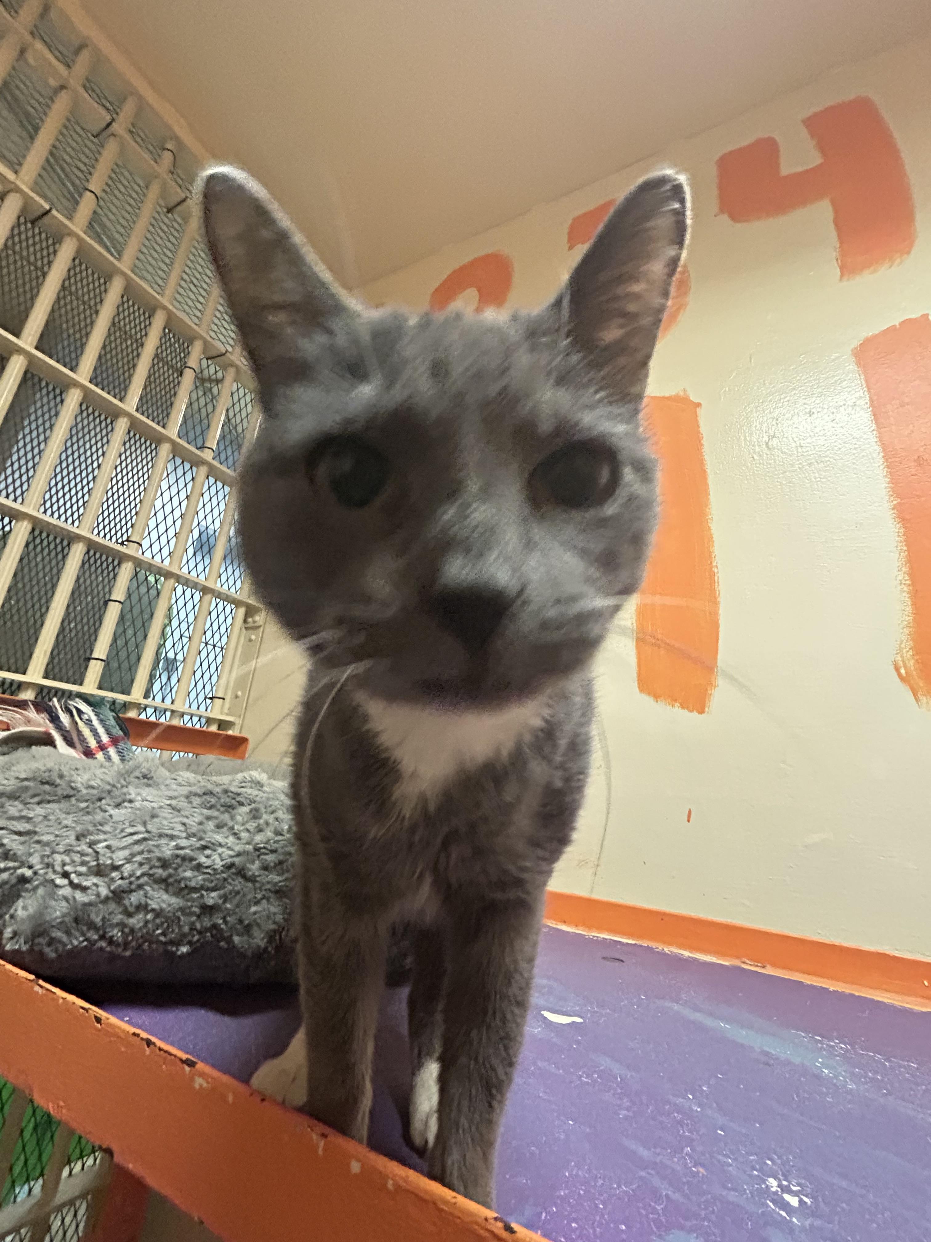 Rombi 3583, a Adoptable Domestic Short Hair in Phoenix, AZ image 2/5