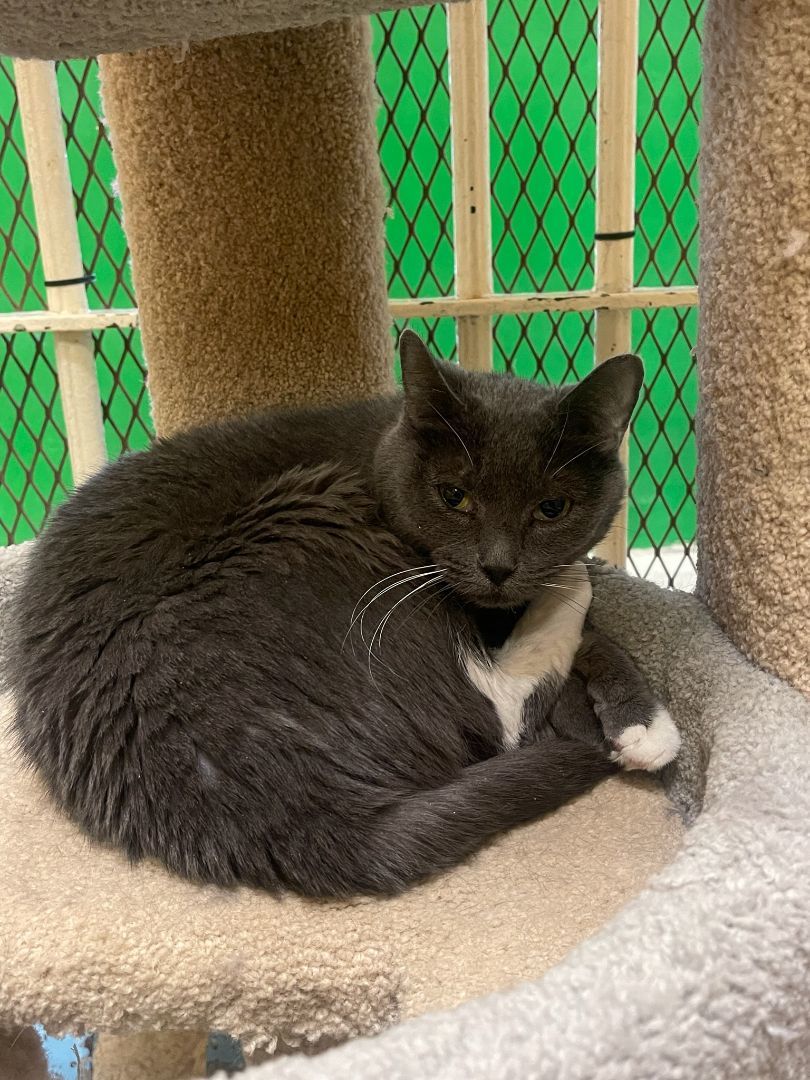 Rombi 3583, a Adoptable Domestic Short Hair in Phoenix, AZ image 4/5