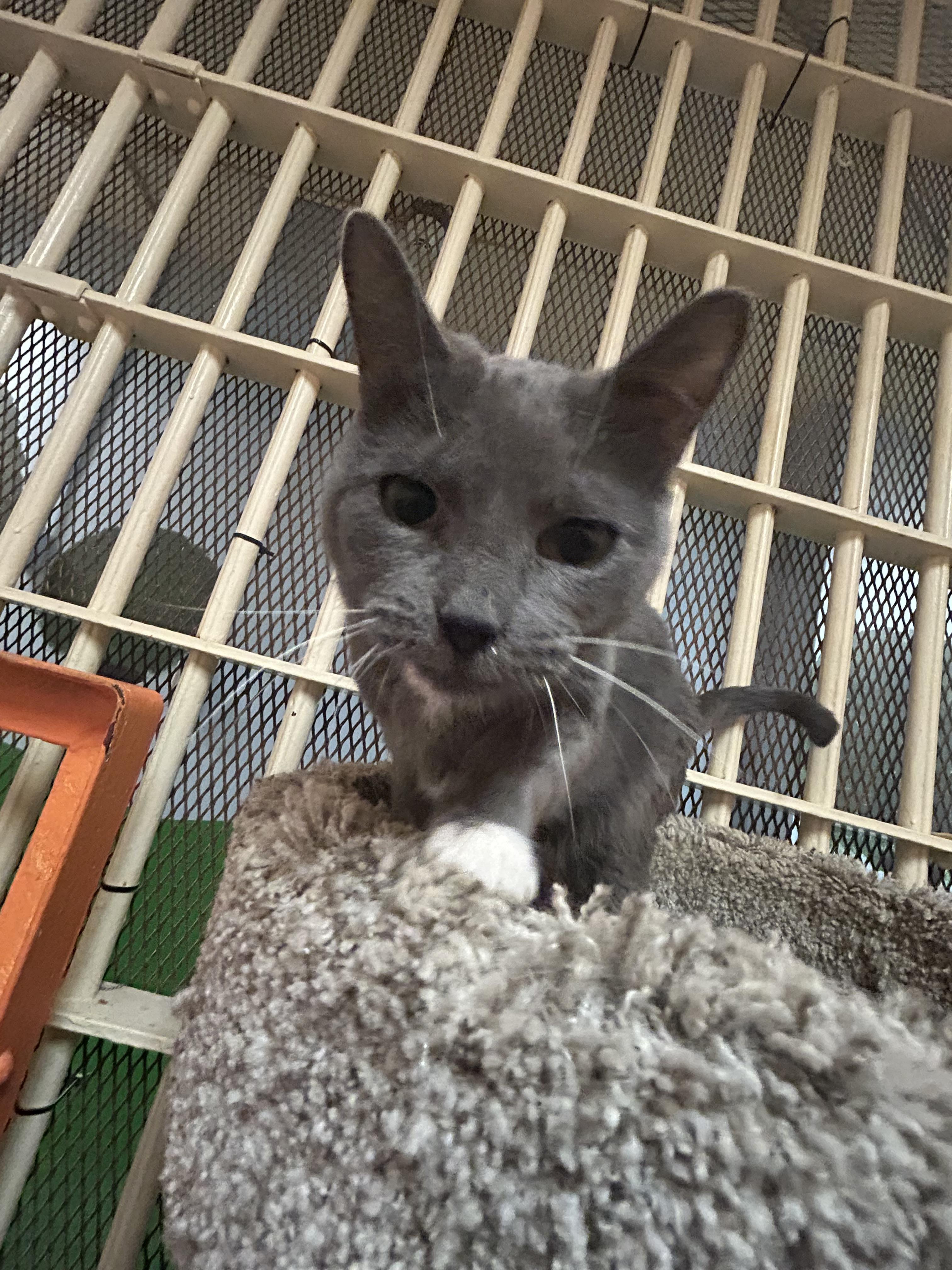 Rombi 3583, a Adoptable Domestic Short Hair in Phoenix, AZ image 5/5