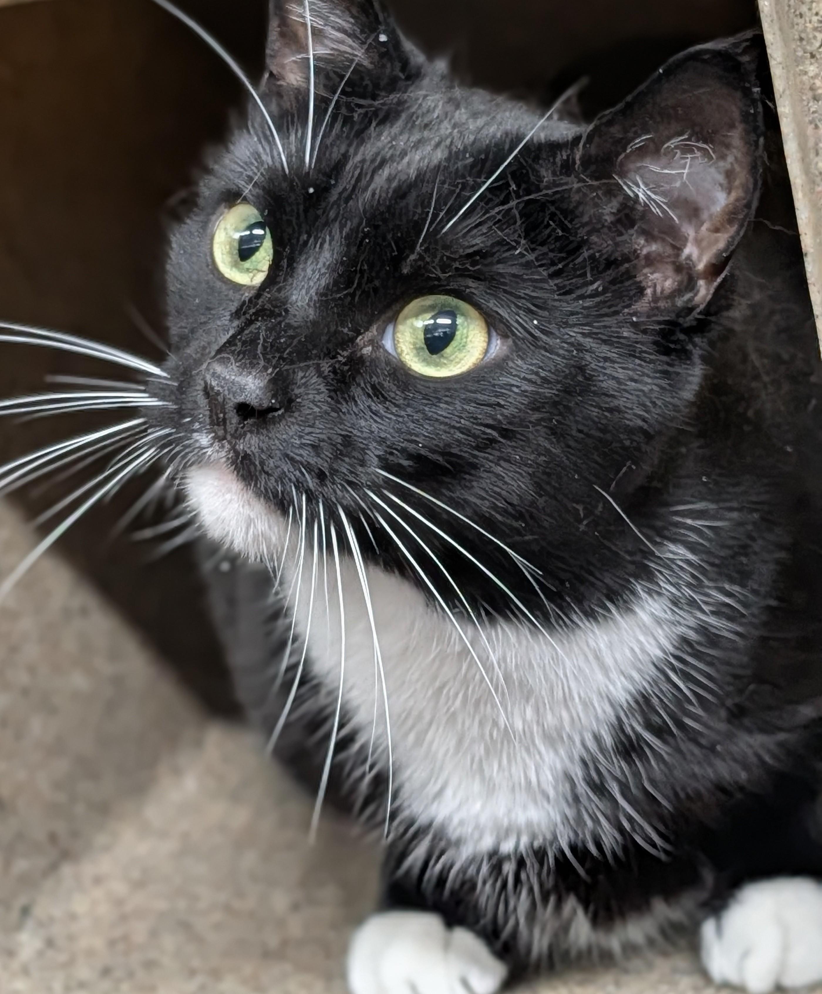 Gus, a ADOPTABLE mixed breed in Plainfield, NJ image 2/2