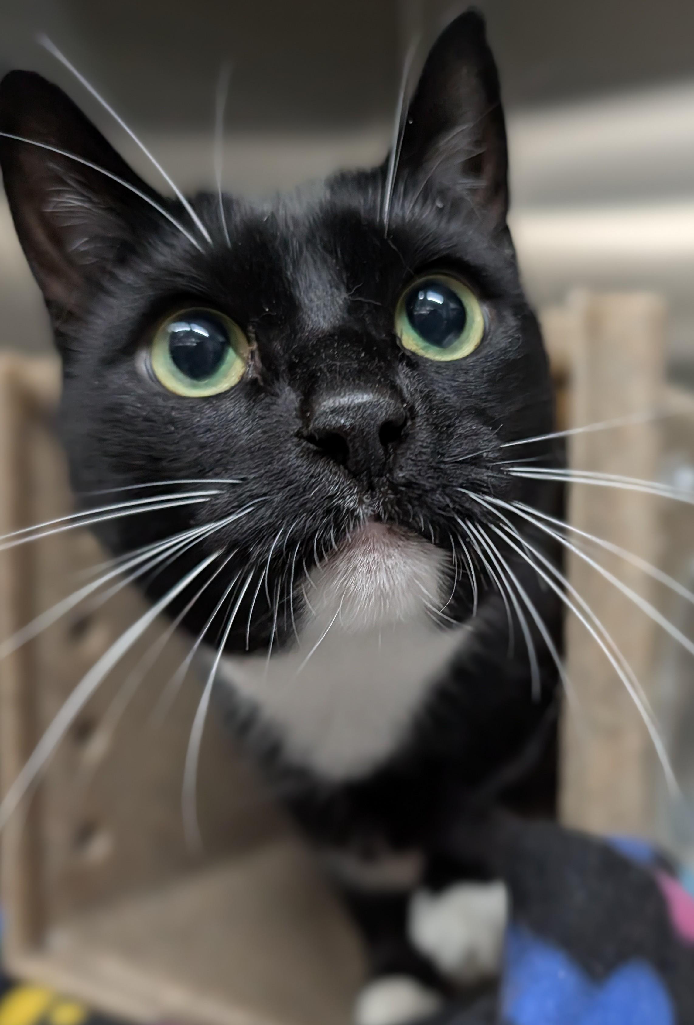 Gus, ADOPTABLE, Senior Male American Shorthair.