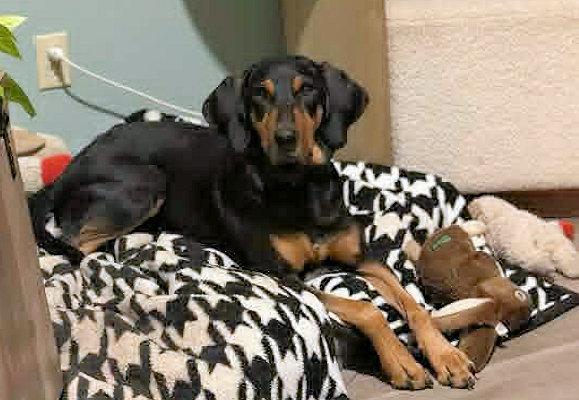 Enlarge Tex (AZ), an adopted Black and Tan Coonhound in Terrell, TX image 3/3
