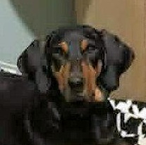 Enlarge Tex (AZ), an adopted Black and Tan Coonhound in Terrell, TX image 1/3
