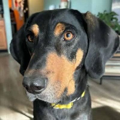 Enlarge Tex (AZ), an adopted Black and Tan Coonhound in Terrell, TX image 2/3