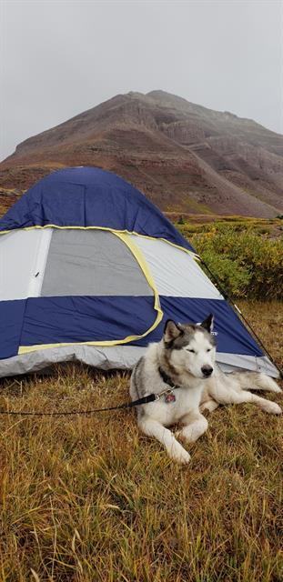 Enlarge JAX, a Adoptable Siberian Husky in Fruit Heights, UT image 1/1