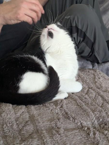 Spork , an adopted Domestic Short Hair in Kannapolis, NC image 2/4