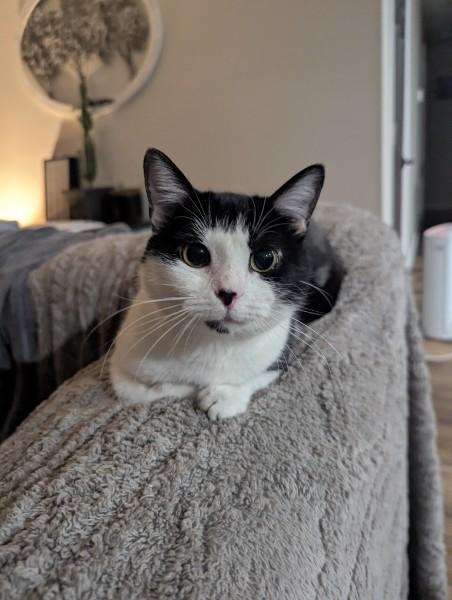 Spork , adopted, Young Female Domestic Short Hair.