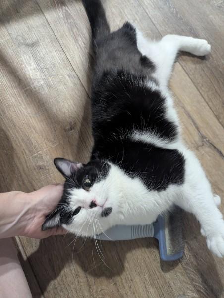 Spork , an adopted Domestic Short Hair in Kannapolis, NC image 3/4