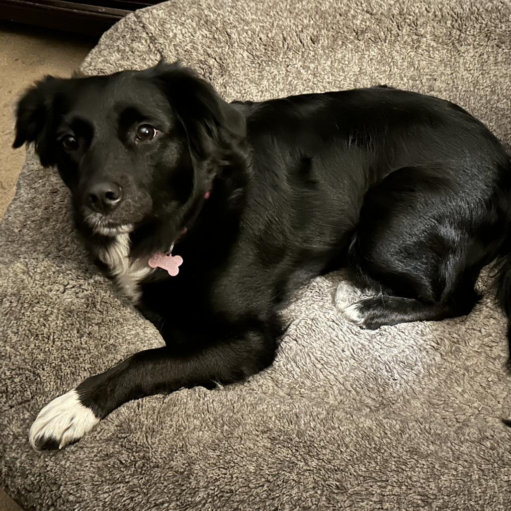 Maggie, Adoptable, Adult Female Australian Shepherd & Border Collie.