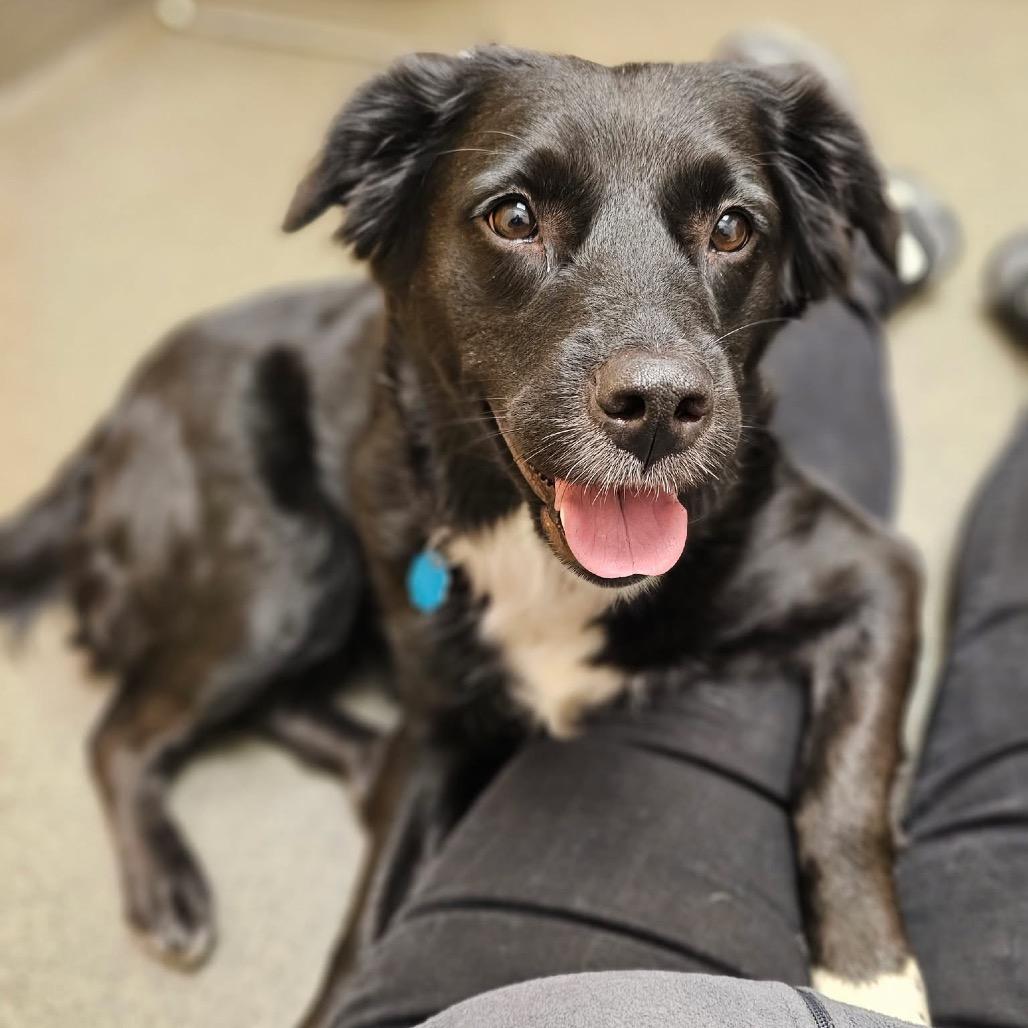 Maggie, a Adoptable mixed breed in Avon, OH image 2/6