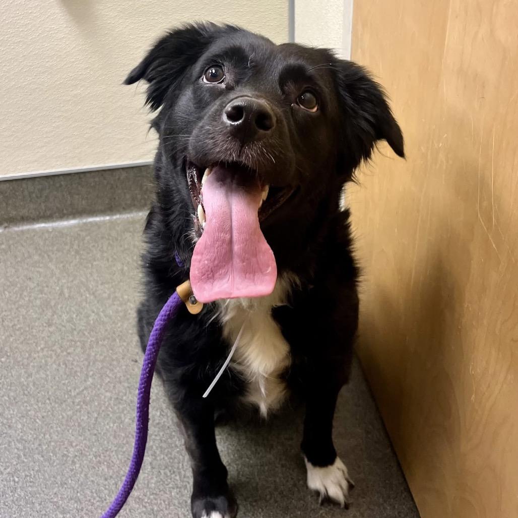 Maggie, a Adoptable mixed breed in Avon, OH image 3/6