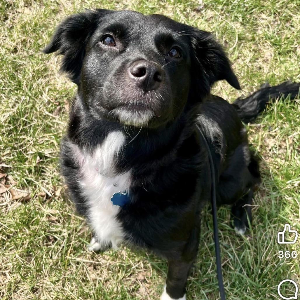 Maggie, a Adoptable mixed breed in Avon, OH image 4/6