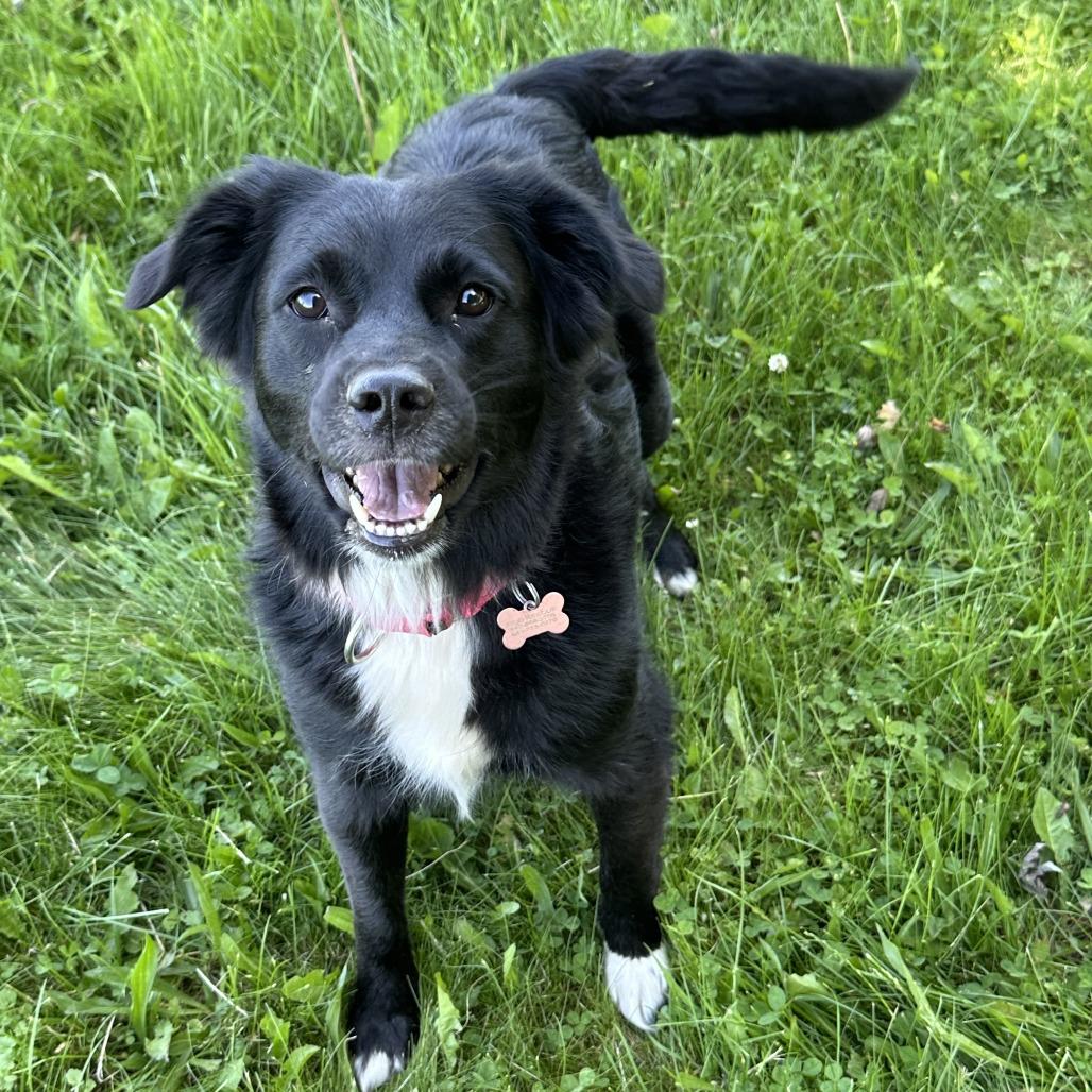 Maggie, a Adoptable mixed breed in Avon, OH image 5/6