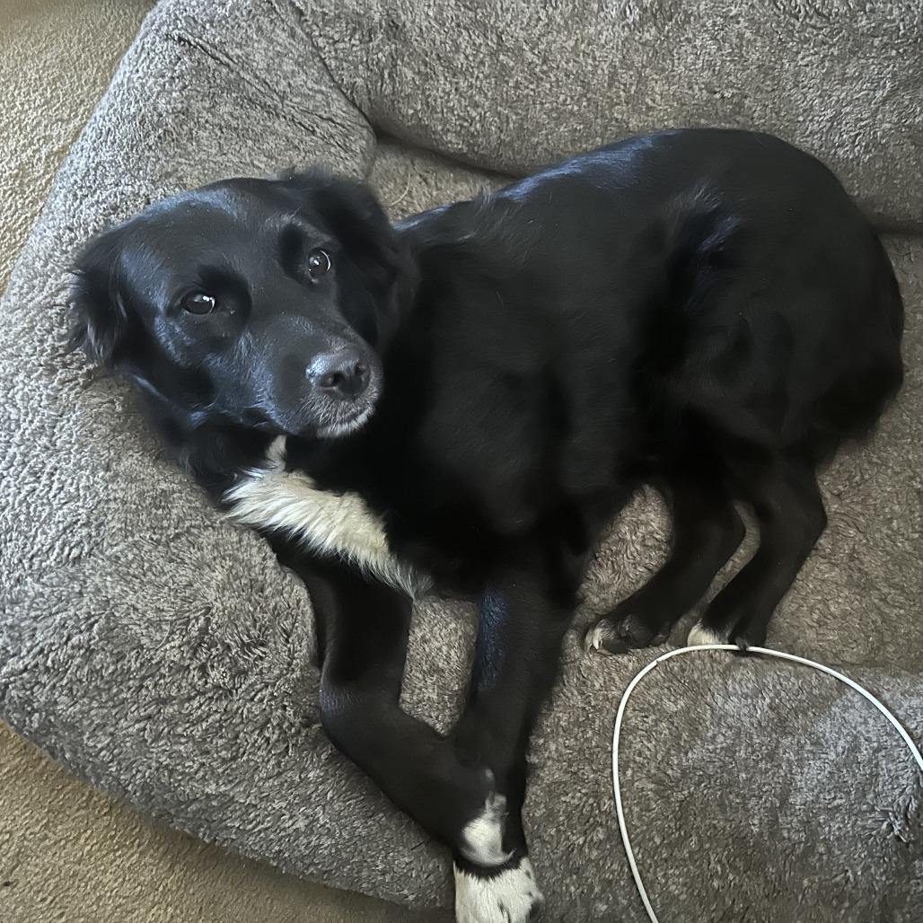 Maggie, a Adoptable mixed breed in Avon, OH image 6/6