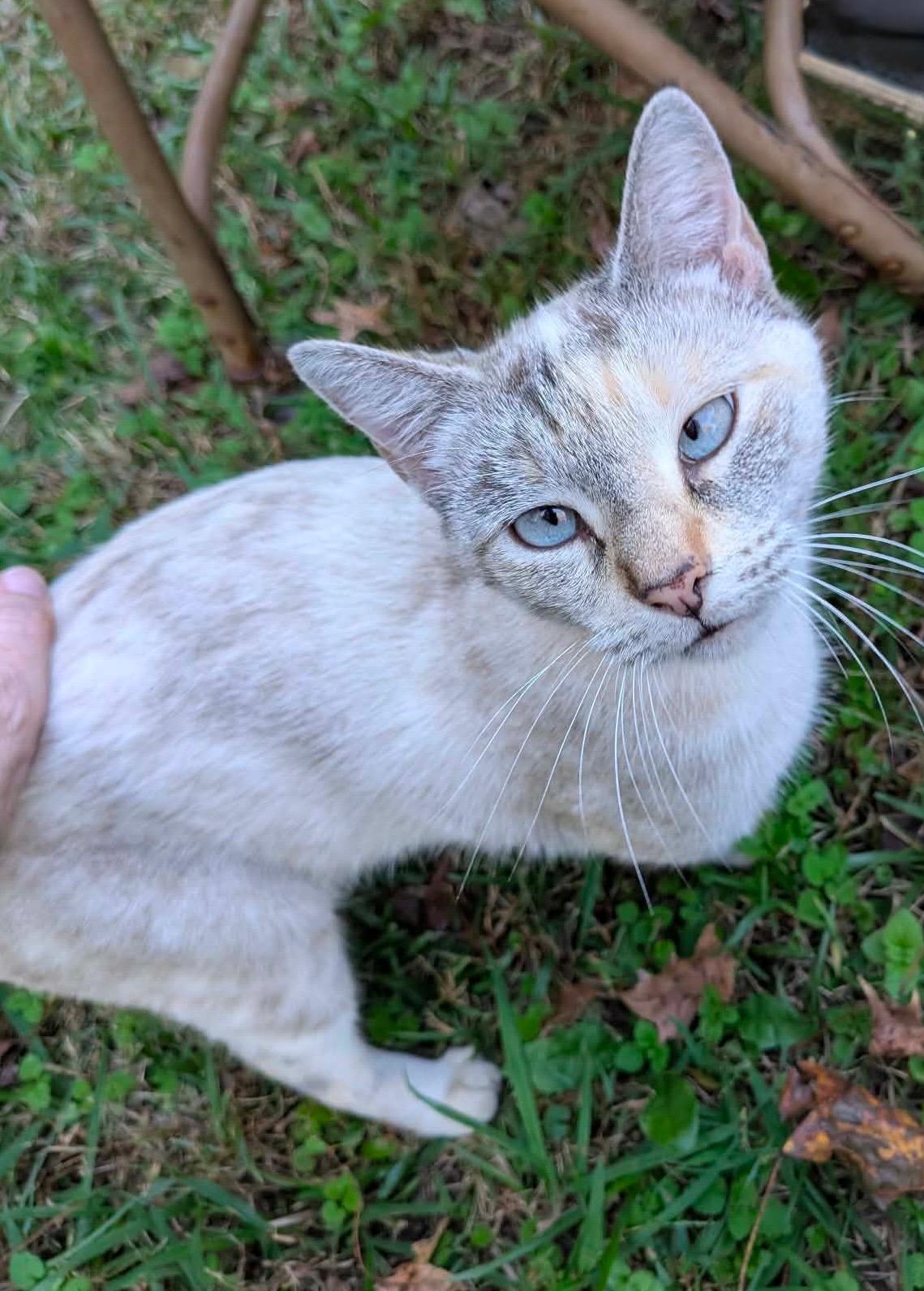 Enlarge Ivy, a ADOPTABLE Siamese in Cumming, GA image 1/1